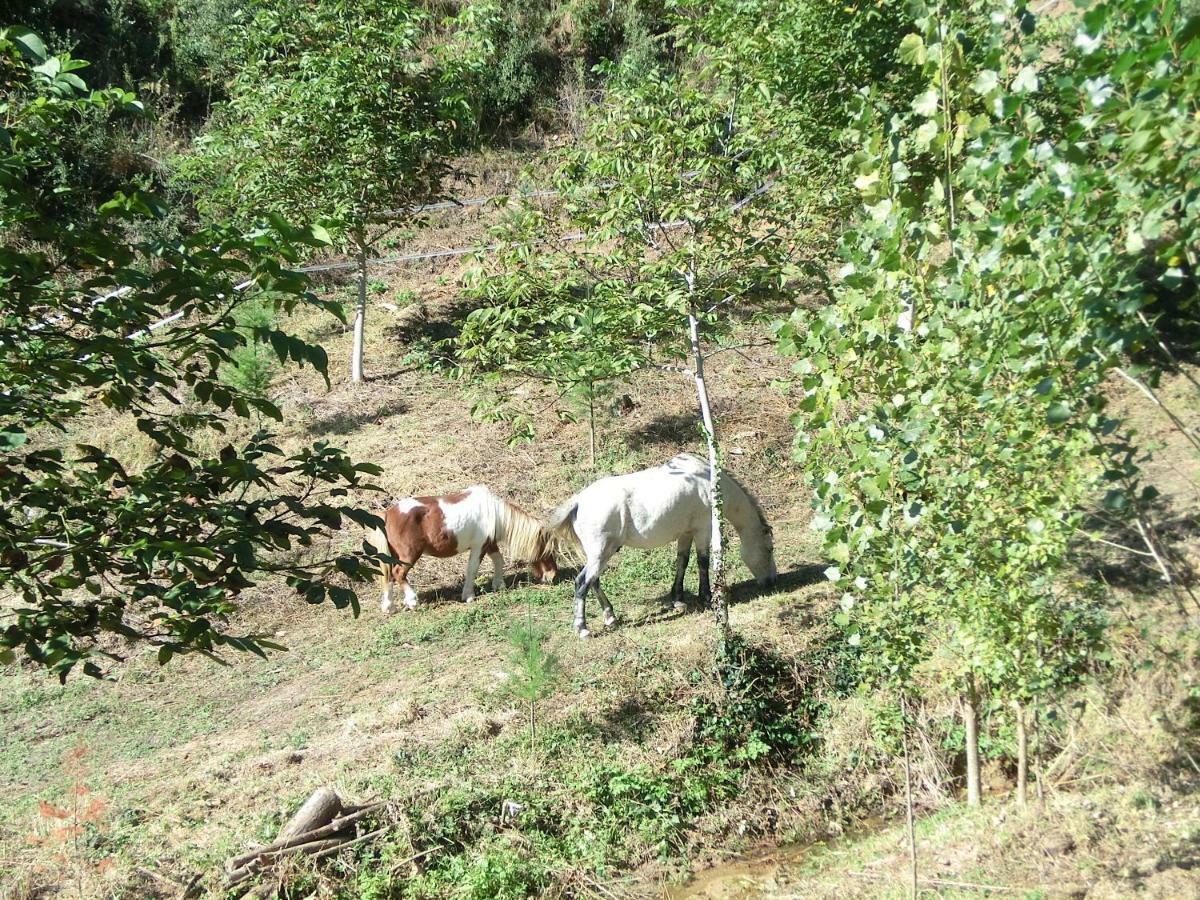 Apartamento En Pleno Montseny Mas Romeu Turisme Rural Arbúcies Esterno foto